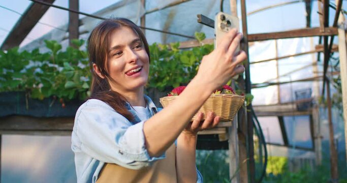 Female farmer holding bowl of strawberries and taking selfie on phone. Young woman grimaces at camera in greenhouse. Female poses with ripe crop of red berries. Fermer make photo for social media.