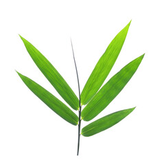 bamboo leaves on transparent png