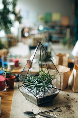 Florist arrangement succulents natural plants into glass florarium on stones decor close up. creating botany art composition with house plants vegetation at workshop