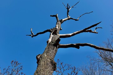 Abgestorbener Baum