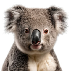 koala, face shot, portrait, isolated on transparent background cutout, generative ai.