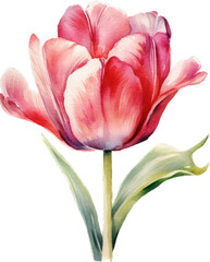 A Captivating Watercolor Tulip Illustration