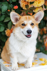 Beautiful dog. Corgi breed portrait.