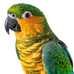parrot, face shot, portrait, isolated on transparent background cutout, generative ai.