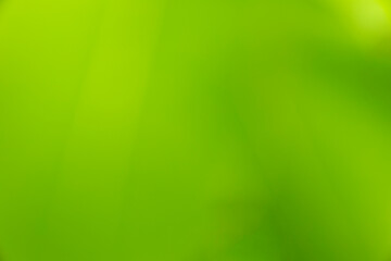 Nature green blurred background image, abstract light.