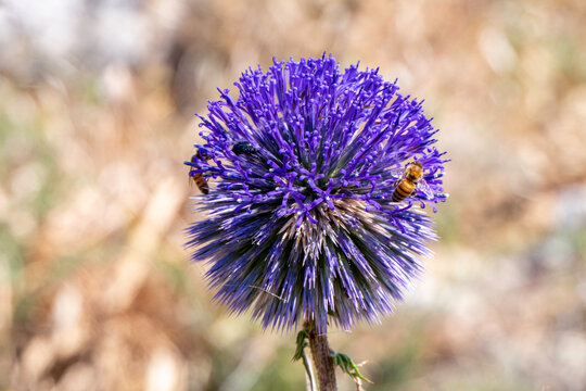 Violet Flower of echinops bannaticus blue globe thistle a member of the sunflower family. Selective focus.