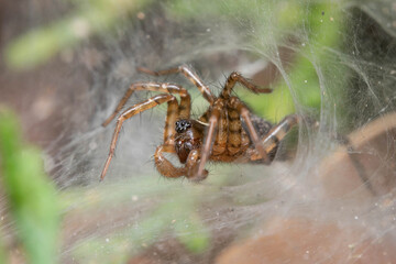 Funnel weaver spider, Textrix sp., waiting for preys on a sunny day