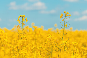 Blooming rapeseed crop flowers with bright yellow petals in cultivated field