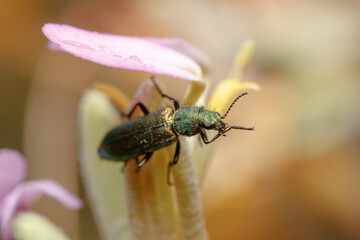 Soft-winged flower beetle, Psilothrix viridicoerule, reaches the top of a small flower plant ona sunny day