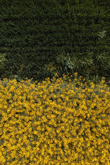 Aerial shot of canola and wheat crops in agricultural field, top view