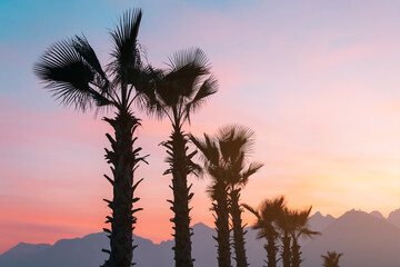 Purple and pink sky over misty mountains and palm trees silhouette - Powered by Adobe