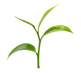 green tea leaf isolated on transparent png