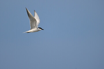 Gull-billed tern // Lachseeschwalbe (Gelochelidon nilotica) - Axios Delta, Greece