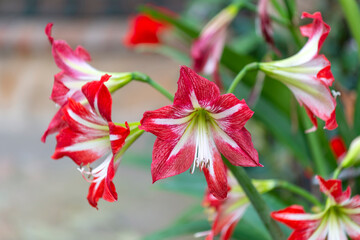 Gros plan sur des amaryllis