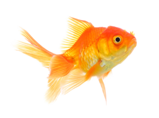 gold fish isolated on transparent png