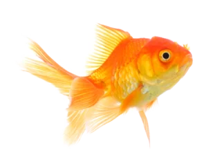 Fotobehang gold fish isolated on transparent png © sommai