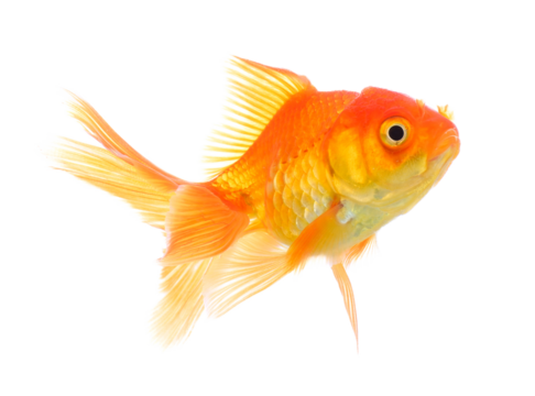gold fish isolated on transparent png