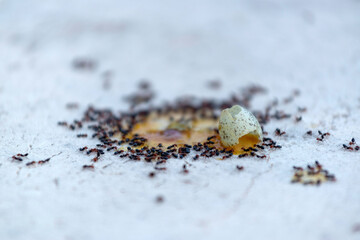 Fourmis autour d'un œuf tombé d'un nid