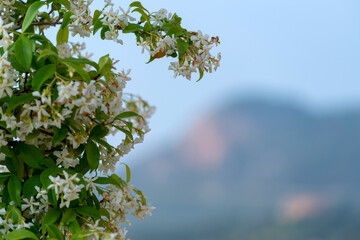 Jasmin en fleurs