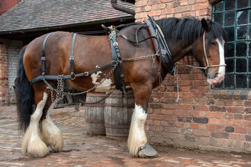 Heavy horse ready to pull a cart