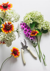 Garden flowers and pruning shears on a white background, top view