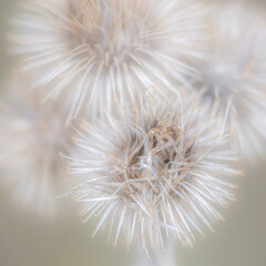 Sot focus image of dandelion seedheads
