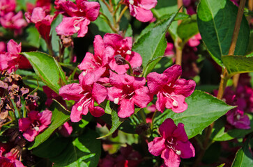 Old fashioned weigela. Weigela florida