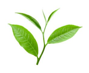 tea leaf isolated on transparent png