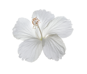 hibiscus flower isolated on transparent png