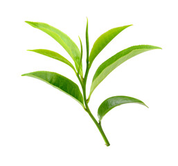 green tea leaf isolated on transparent png