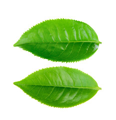 Fototapeta premium Green tea leaf isolated on transparent png