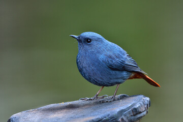 Male of Plumbeous Water Redstart