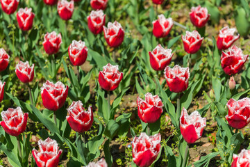 blooming spring red tulips flower like background in park, garden floral background