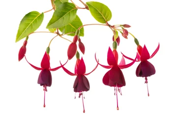 Fotobehang blooming red fuchsia flower is isolated on white background © Alisa