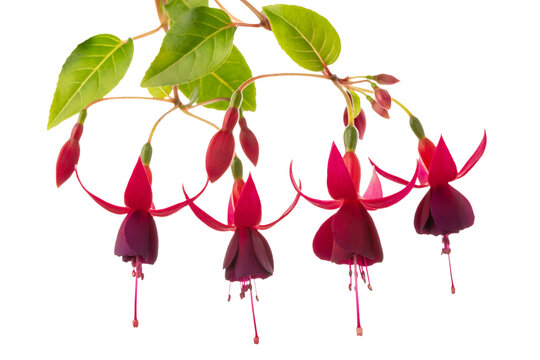 blooming red fuchsia flower is isolated on white background