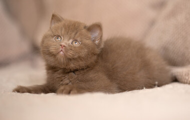 Kuschelige Samtpfoten Britisch Kurzhaar Katzenkinder