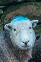 Fototapeta premium Close up of a herdwick sheep 