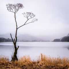 Lone tree on Buttermere on a misty autumn day