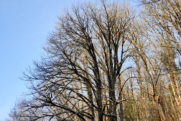 Bare Trees and Winter Blue Sky