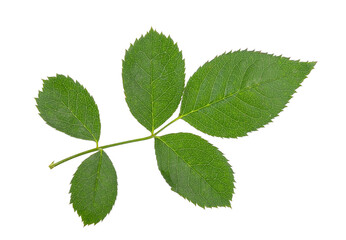 rose leaves on transparent png