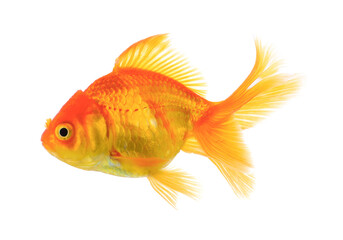 gold fish on transparent png