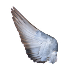 wings of birds on transparent png