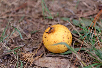 Fruits exotiques tombés sur le sol