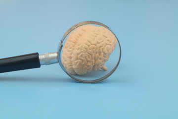 Human brain under magnifying glass on blue background.