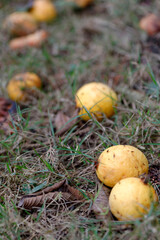 Fruits exotiques tomb&eacute;s sur le sol