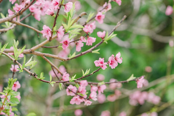 Closeup view of blooming tree at early spring.