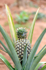 Fototapeta premium Plant d'ananas