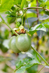 Fruits exotiques sur l'arbre