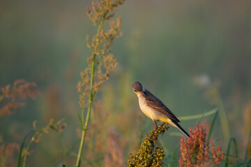 bird in the grass