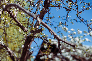 dried twig of a tree